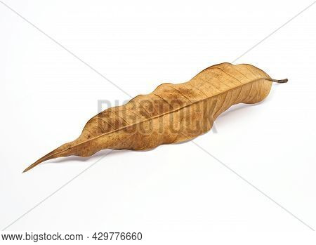 The Dry Leaves On A White Background