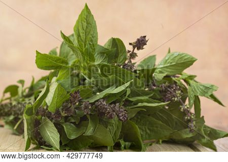 Thai Basil Or Locally Known As Daun Selasih Normally Used In Asian Cooking. Selective Focus Points. 