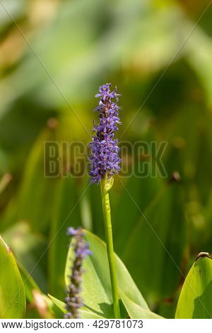 Pontederia Cordata In Flower In El Jardin De Apatacion De Montjuic, Barcelona, ​​spain.