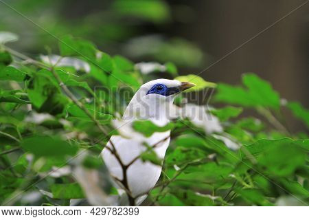 A Bali Mynah Bird At The Edward Youde Aviary, Hong Kong Park