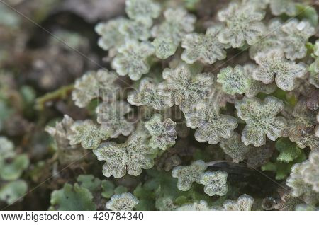 Marchantia Polymorpha Liverwort, Close Up Shot Macro
