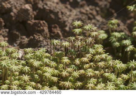 Marchantia Polymorpha Liverwort, Close Up Shot Macro