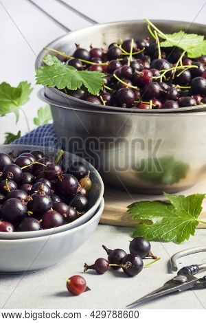 The Jostaberry (ribes X Nidigrolaria) Hybrid Of A Black Currant And Gooseberry