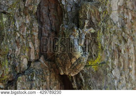 Gray Tree Frog Hyla Chrysoscelis On Pine Tree In East Texas