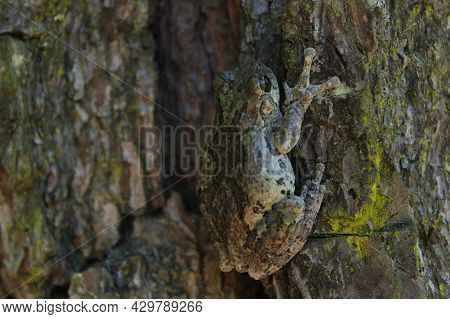 Gray Tree Frog Hyla Chrysoscelis On Pine Tree In East Texas