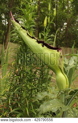 Dragon Arum - Dracunculus Vulgaris Or Dragon Lily