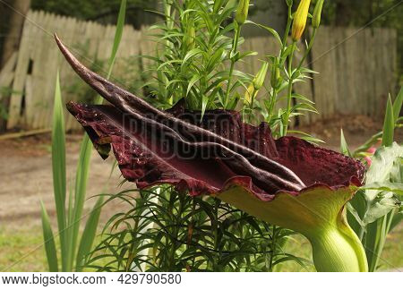 Dragon Arum - Dracunculus Vulgaris Or Dragon Lily