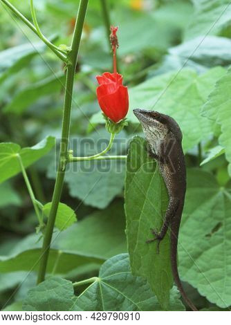 Green Anole Lizard Anolis Carolinensis On Red Turks Cap Bush