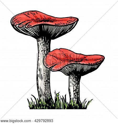 Russula Vector Illustrations. Edible Mushroom Sketch. Organic Vegetarian Product. Hand Drawn Food Dr