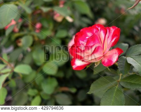 White Red Rose Bud On Blurred Green Grass Background. Aliance - Japanese Rose