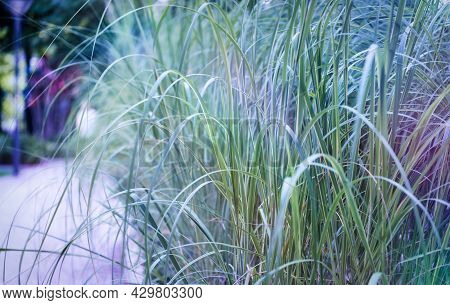 Nature Background With Wildgrass Under Sunlight. Selective And Soft Focus. Plant Background. Close U