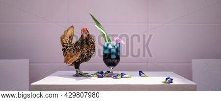 Sebright Chick Stands Beside Ice Butterfly Pea On Ping Pastel Table Chairs And Wall In The Morning T