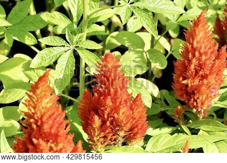Beautiful Red Cockscomb, Woolflowers Or Celosia Cristata Flowers. A Flower Resembling The Head Of A 