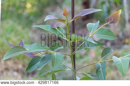 Potted Eucalyptus Deglupta Tree With Beautiful Leaves Mixed With Red Color. Concept Of Growing Eucal