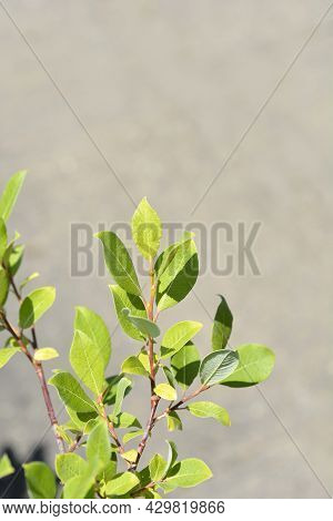 Kilmarnock Willow Leaves - Latin Name - Salix Caprea Kilmarnock