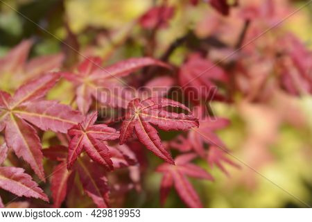 Japanese Maple Shin-deshojo - Latin Name - Acer Palmatum Shin-deshojo