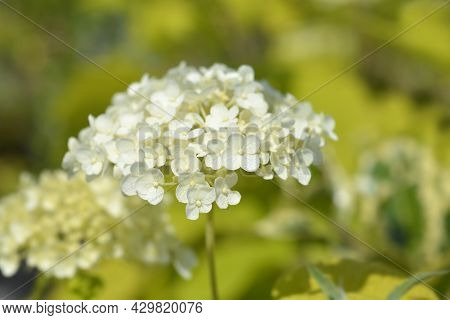 Smooth Hydrangea Annabelle Flowers - Latin Name - Hydrangea Arborescens Annabelle