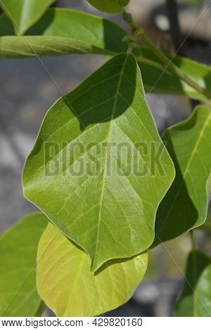 Magnolia Yulan Leaves - Latin Name - Magnolia Denudata