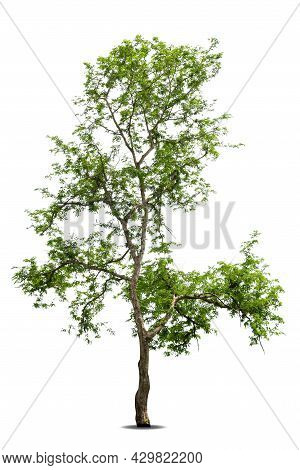 Isolated Green Tree On White Background, Trees Isolated On White Background, Tropical Trees Isolated