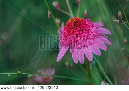 Amazing shape of Purple Coneflower (Echinacea purpurea) flower in summer garden with green background