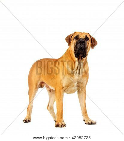 Mastino sudafricano