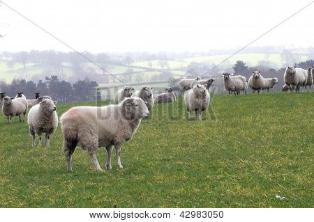 Schafe in einem Feld