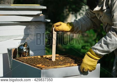 The Beekeeper Treats The Bees Of The Varroa Mite. Diseases Of Bees And Their Treatment. Varroasis. V