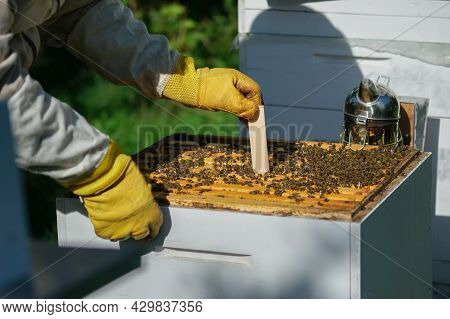 How To Treat Bees From Varroa Mite. The Beekeeper Treats The Bees Of The Varroa Mite. Diseases Of Be