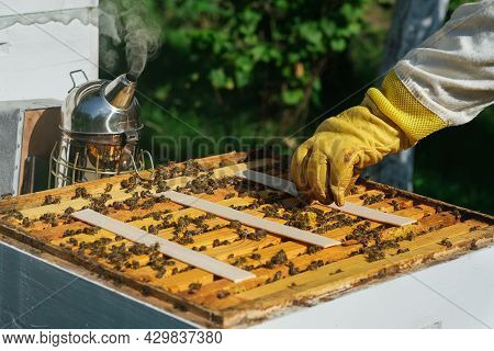 The Beekeeper Treats The Bees Of The Varroa Mite. Diseases Of Bees And Their Treatment. Varroasis. V