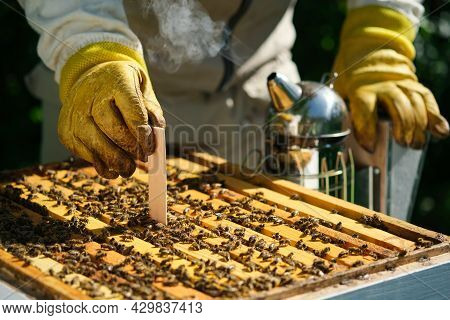 How To Treat Bees From Varroa Mite. The Beekeeper Treats The Bees Of The Varroa Mite. Diseases Of Be
