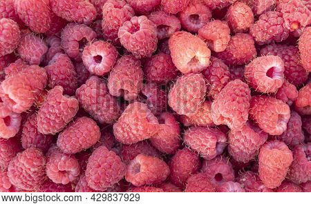 Raspberries Close Up. Sweet Raspberry. Raspberry Texture Background. Top View Of Heap Of Raspberry P