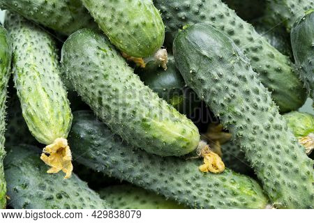 Fresh Cucumbers Background Texture. Cucumbers Harvest. Cucumber Pattern.