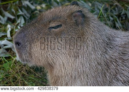 The Largest Rodent, The Capybara, Lies On The Green Grass. The Capybara Squints Against The Sun. Rel
