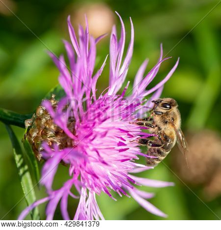 Western Honey Bee Feeding On The Thistle