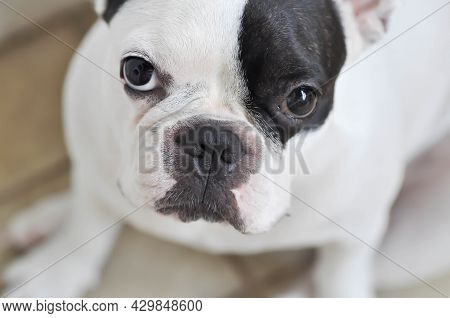 Dog, French Bulldog Or Spotted French Bulldog Or French Bulldog Is Looking To The Camera
