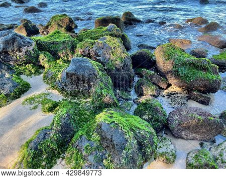 Rich, Thick Sea Moss Grows On Slick Rocks Found On The Shores Of A Beach In Lahaina, Maui, Hawaii.
