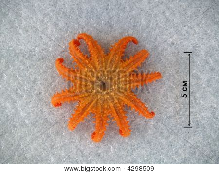Podvodní život Kurilské ostrovy: Crossaster Papposus 2