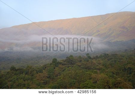Monte Camerun, foresta pluviale