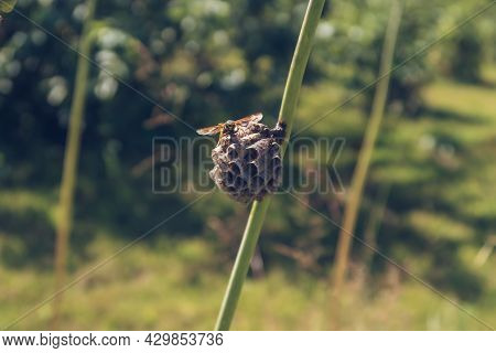 Wasp Building A Nest Close Up Stock Photography. Vespula Insect Sitting On The Vespiary Hive And Wav