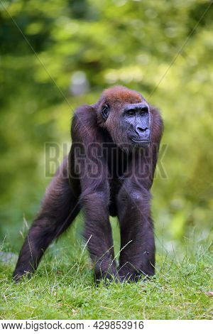 The Western Lowland Gorilla (gorilla Gorilla) Standing On A Grassy Hill. Young Ape In Captivity. Low