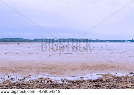 Taean, South Korea; July 30,2021: Landscape Of Beach At Low Tide With People Enjoying Water Activiti