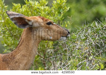 Antilope mangiare