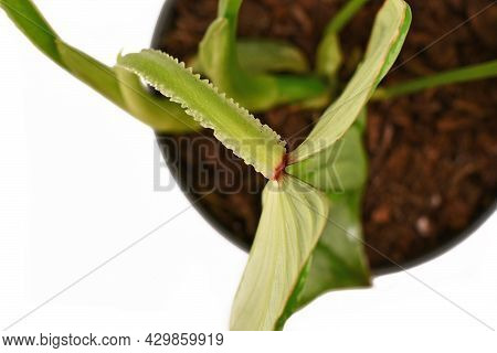 Ruffled Edge Petioles Of Rare Tropical Houseplant With Botanic Name 'philodendron Mamei'isolated On 