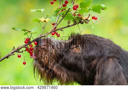 The Dog Eats Red Currant Berries Directly From The Branch. The Tip Of The Tongue Touches The Berries