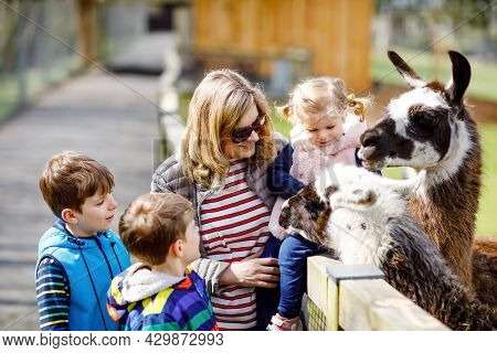 Cute Toddler Girl, Two Little School Kids Boys And Young Mother Feeding Lama And Alpaca On A Kids Fa