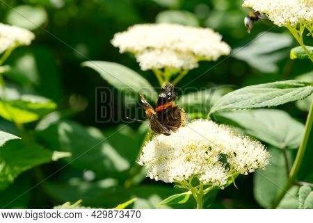 Red Admiral Butterfly Vanessa Atalanta On Hydrangea Arborescens Smooth Hydrangea Flowers. Close Up