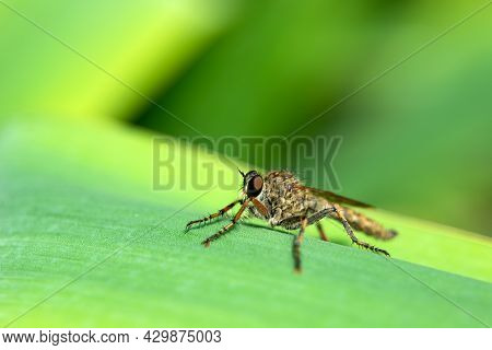 Empis Livida Perched On A Green Plant