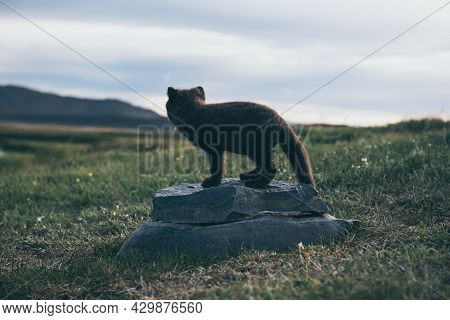 Beautiful Wild Animal In The Grass. Arctic Fox Cub, Vulpes Lagopus, Cute Animal In The Nature Habita