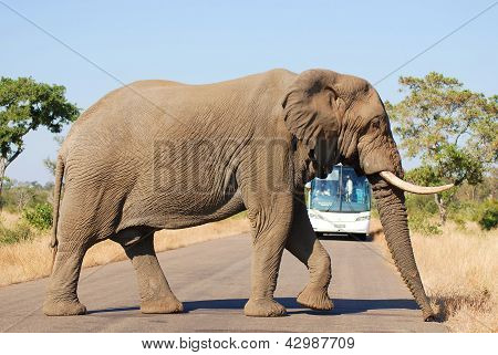 Elefant krydse en vej