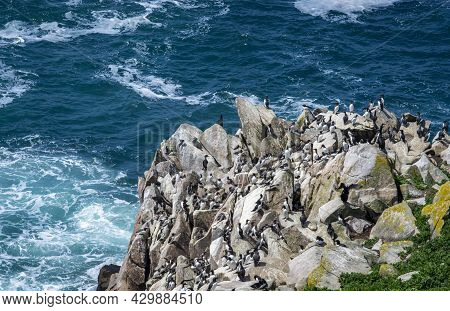 Group Of Birds Gathered On Rocks In Front Of The Sea At Saltee Islands, Wexford Ireland.